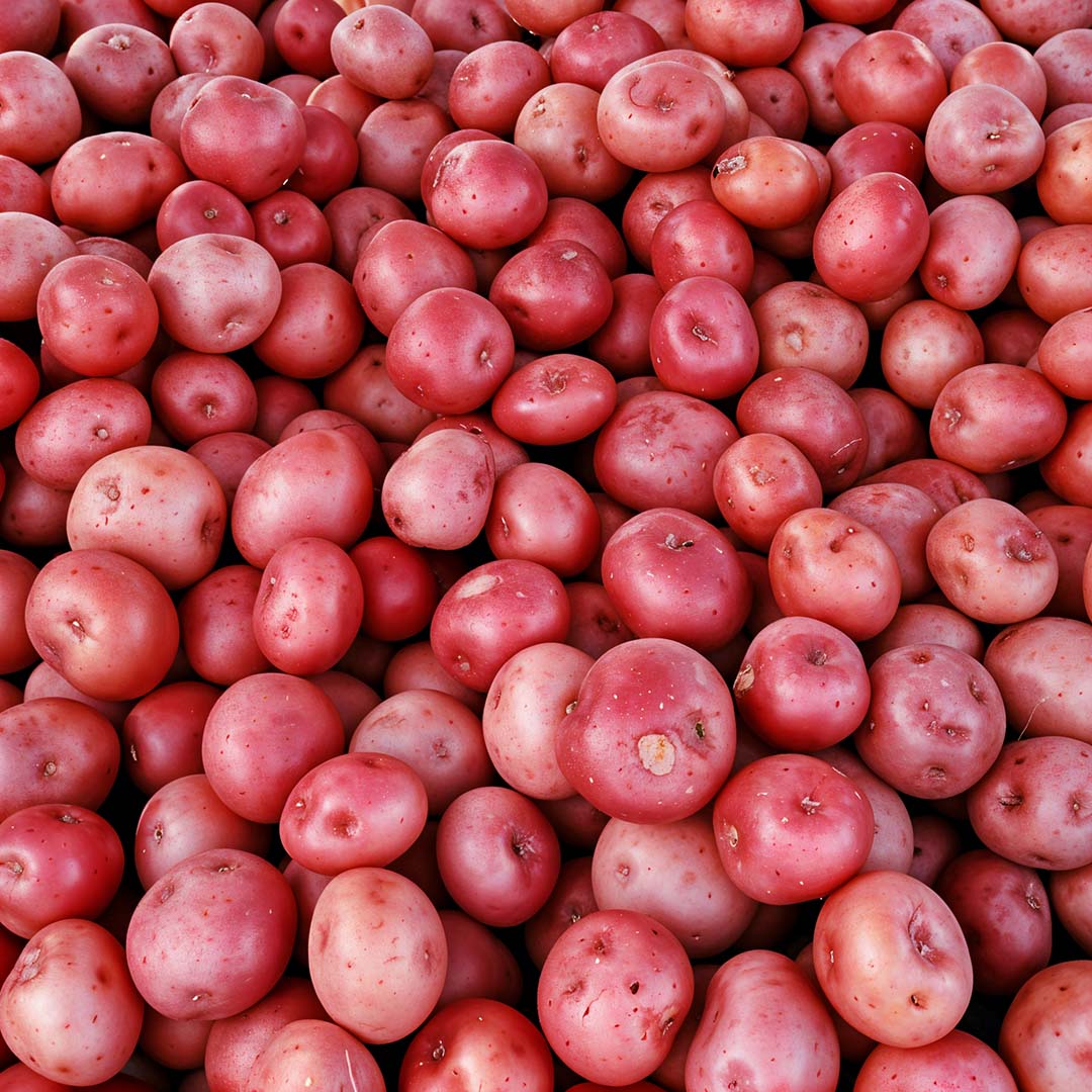Romana Pakri Potato